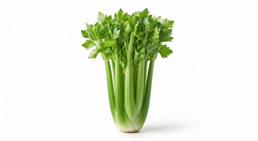 Sellerie Staude