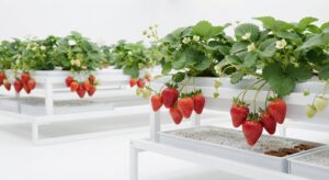 Erdbeeren Treibhaus